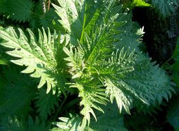 Image of Roman nettle