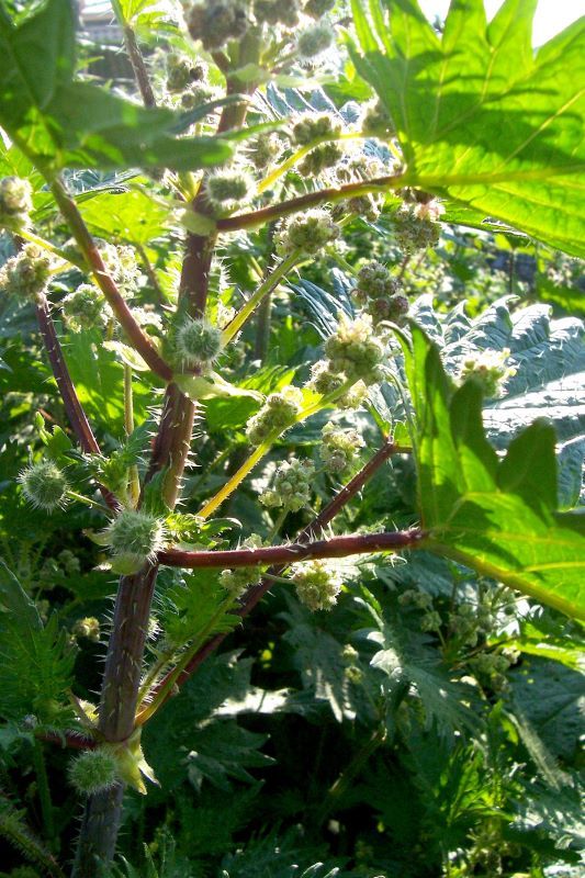 Image of Roman nettle