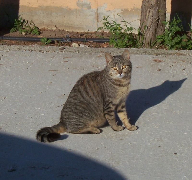 Image of Domestic Cat