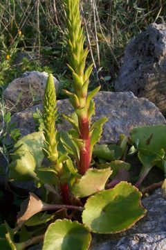 Image of Horizontal navelwort