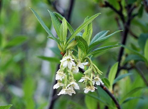 Imagem de Oemleria cerasiformis (W. L Hooker & Arnott) Landon