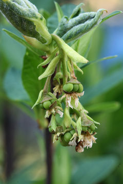 Sivun Oemleria cerasiformis (W. L Hooker & Arnott) Landon kuva