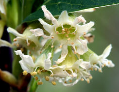 Image de Oemleria cerasiformis (W. L Hooker & Arnott) Landon