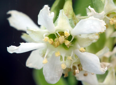 Oemleria cerasiformis (W. L Hooker & Arnott) Landon的圖片