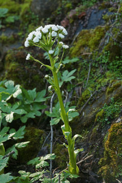 Plancia ëd Petasites frigidus var. palmatus (Ait.) Cronq.