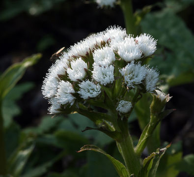 Plancia ëd Petasites frigidus var. palmatus (Ait.) Cronq.