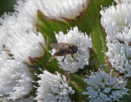 Petasites frigidus var. palmatus (Ait.) Cronq.的圖片