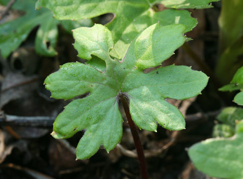 Plancia ëd Petasites frigidus var. palmatus (Ait.) Cronq.