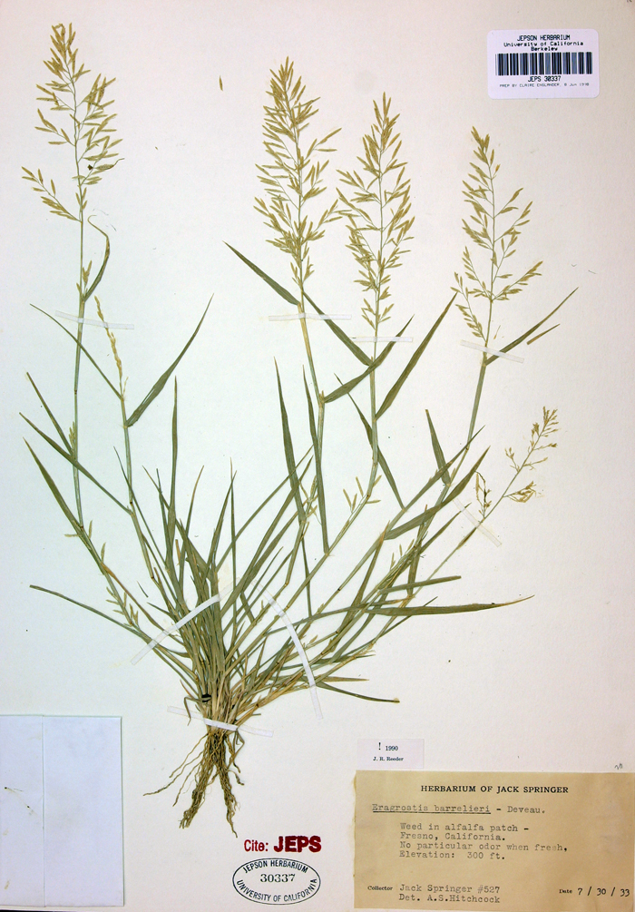 Image of Mediterranean lovegrass
