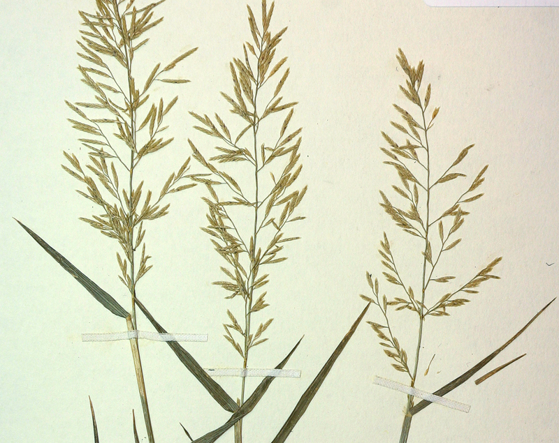 Image of Mediterranean lovegrass