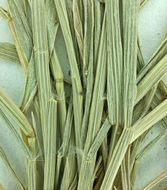 Image of Mediterranean lovegrass