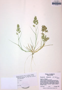 Imagem de Eragrostis cilianensis (All.) Janch.