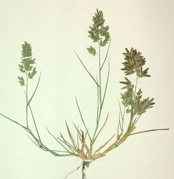 Plancia ëd Eragrostis cilianensis (All.) Janch.