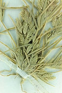 Image of teal lovegrass