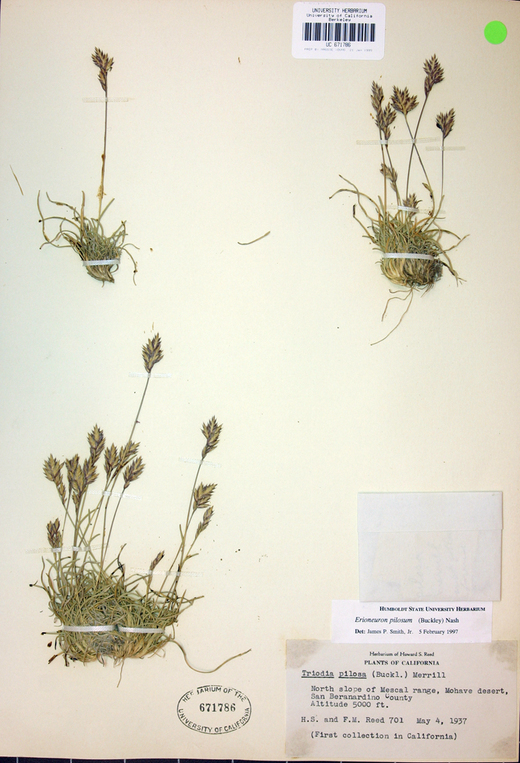 Image of hairy woollygrass