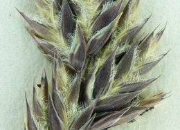 Image of hairy woollygrass