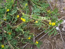 Image of Hippocrepis unisiliquosa L.