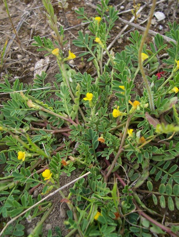 Image of Hippocrepis unisiliquosa L.