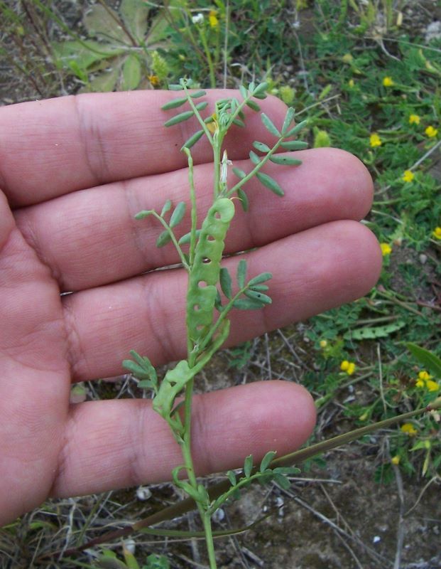 Image de Hippocrepis unisiliquosa L.