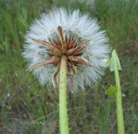 Image of prickly golden-fleece