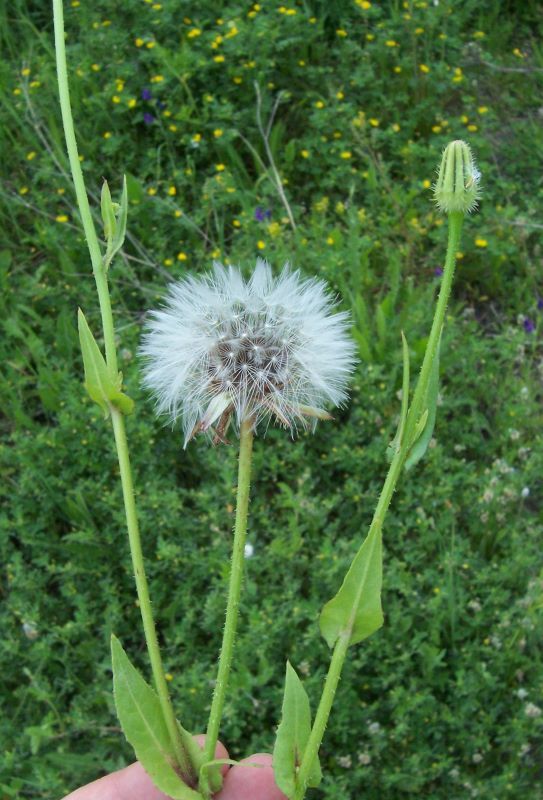 Image of prickly golden-fleece