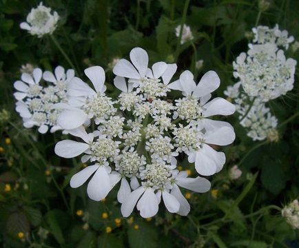 Image of Tordylium officinale L.