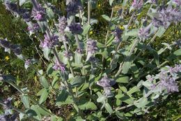 Слика од Stachys germanica L.