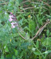 Image of common catchfly