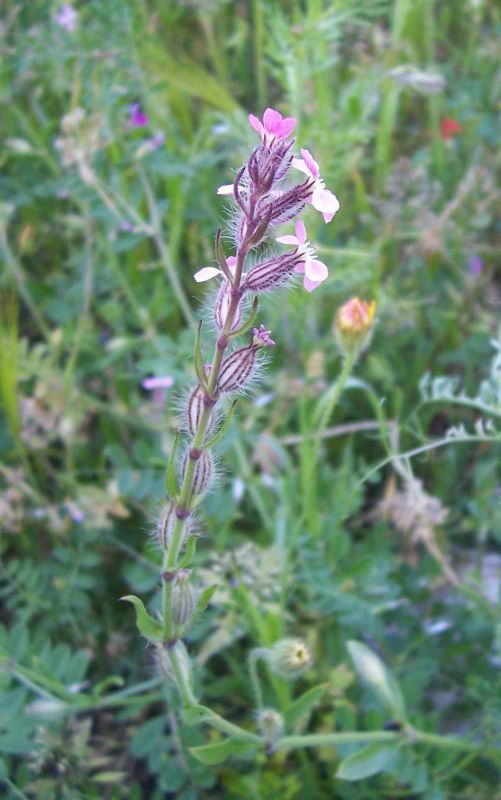 Image of common catchfly