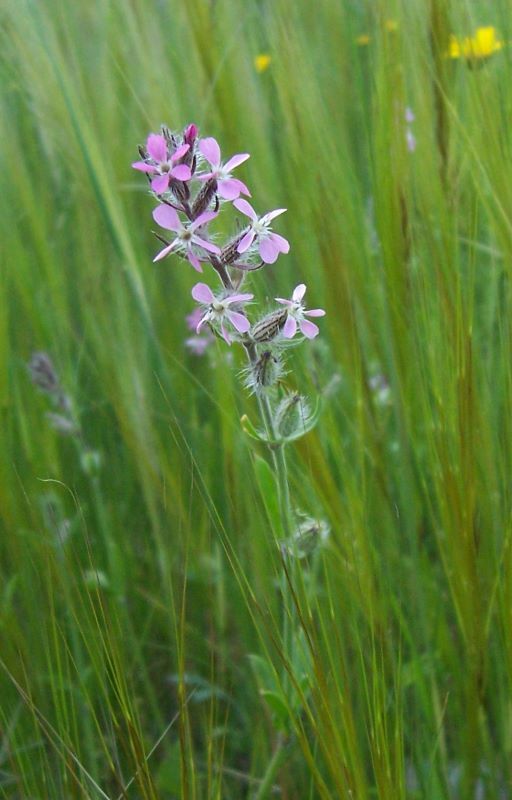 Image of common catchfly