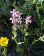 Image of common catchfly