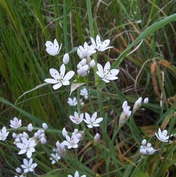 Image of Allium subhirsutum L.