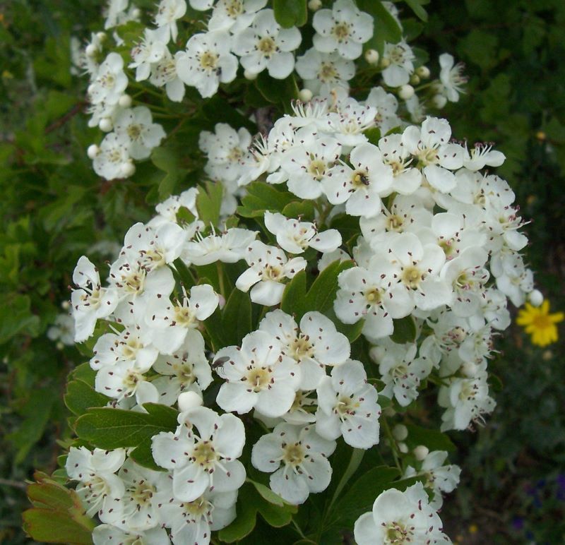 Image of Common Hawthorn