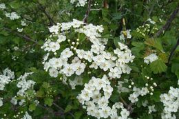 Image of Common Hawthorn