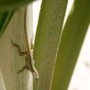 Image of Anguilla Bank Anole