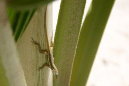 Image of Anguilla Bank Anole