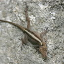 Image of Puerto Rican Crested Anole