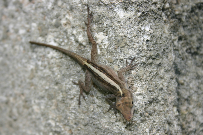 Image of Puerto Rican Crested Anole