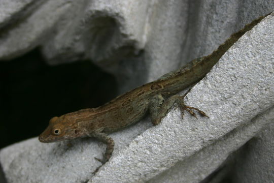 Image of Puerto Rican Crested Anole