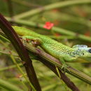 Image of Barbados anole