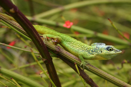 Image of Barbados anole