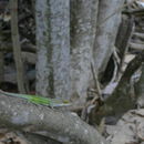 Anolis leachii Duméril & Bibron 1837的圖片