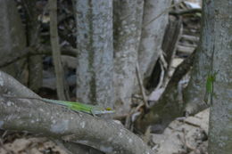 Image of Leach's Anole