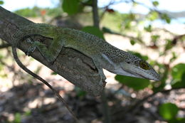 Image of Leach's Anole