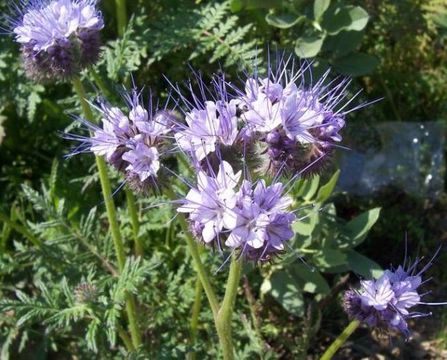 Plancia ëd Phacelia tanacetifolia Benth.