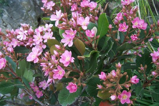 Plancia ëd Rhaphiolepis indica (L.) Lindl.