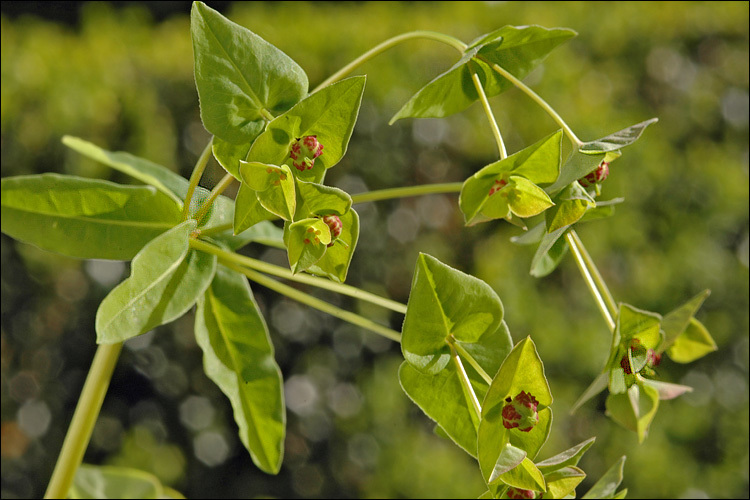 Image of sweet spurge