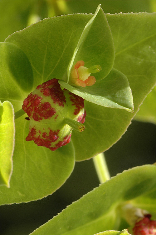 Image of sweet spurge