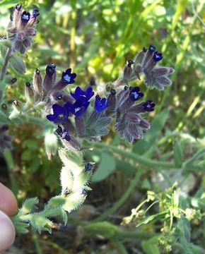 Image of <i>Anchusa hybrida</i>