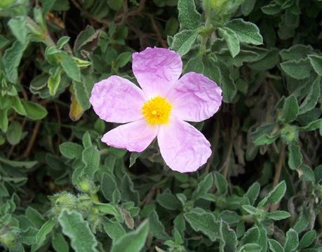 Image of Cistus creticus L.